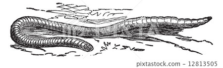 Lumbricus terrestris or Common Earthworm vintage engraving Lumbricus terrestris or Common Earthworm vintage engraving 12813505