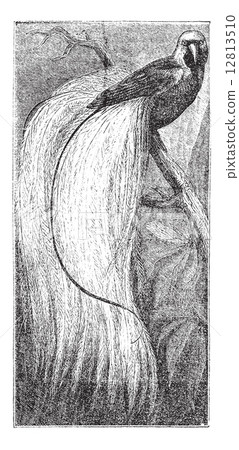 Emerald bird of paradise or Paradisaea apoda, vintage engraving 12813510