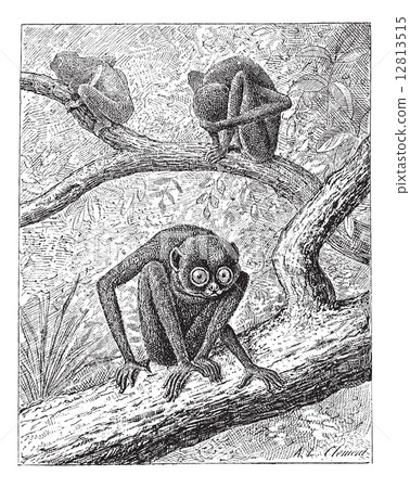 Red Slender Loris or Loris tardigradus, vintage engraving 12813515