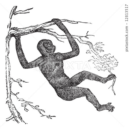 Gibbon Hylobate vintage engraving 12813517