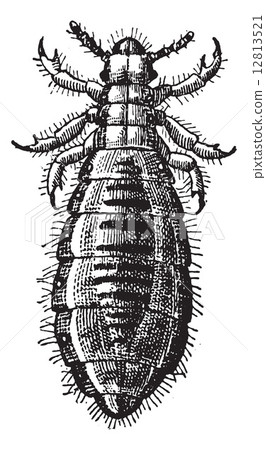 Fig 17. Louse Diptera, vintage engraving. 12813521