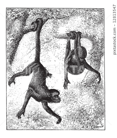 Spider Monkey or Ateles sp., vintage engraving Spider Monkey or Ateles sp., vintage engraving 12813547