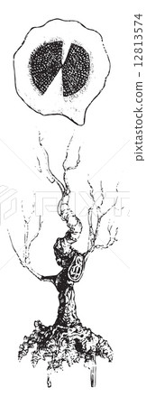 Polygala or Milkworts (strain and whole root), vintage engraving Polygala or Milkworts (strain and whole root), vintage engraving 12813574