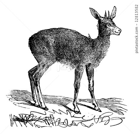 Klipspringer, Oreotragus Saltatrix or Oreotragus oreotragus vint 12813582