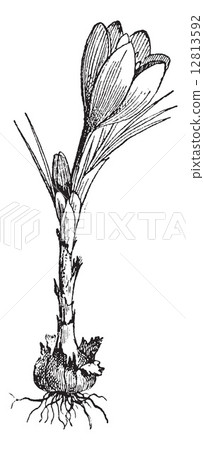 Saffron isolated on white, vintage engraving. 12813592