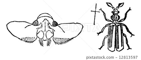 Paussus beetle, vintage engraving. 12813597