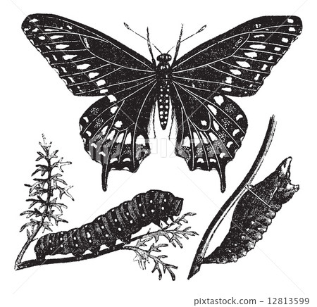Black Swallowtail Butterfly or Papilio polyxenes, vintage engrav Black Swallowtail Butterfly or Papilio polyxenes, vintage engrav 12813599