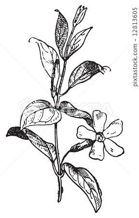 Periwinkle or Vinca minor, vintage engraving. 12813605