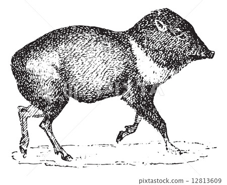 Peccary or Javelina, vintage engraving. 12813609