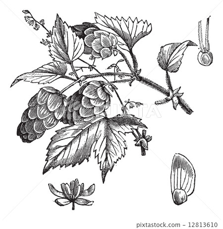Common hop or Humulus lupulus vintage engraving 12813610