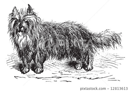 Skye Terrier or Canis lupus familiaris vintage engraving 12813613