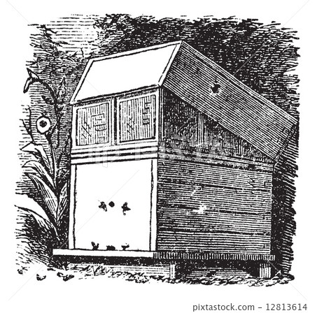Beehive or Beehives vintage engraving 12813614