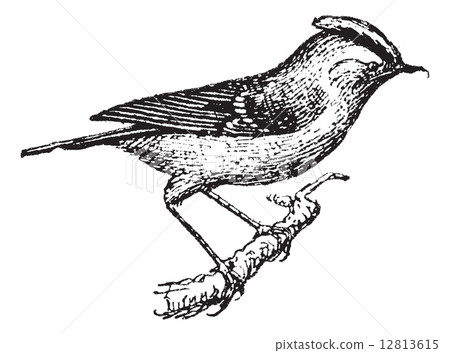 Wren perched on branch, vintage engraving. 12813615