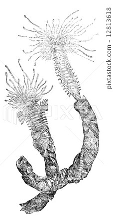 Worm (annelid), vintage engraving. 12813618