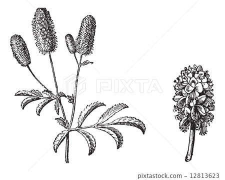 Burnet twig, Burnet flower, vintage engraving. Burnet twig, Burnet flower, vintage engraving. 12813623