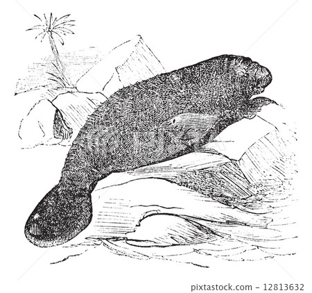 Florida manatee (manatus latirostris) vintage engraving 12813632