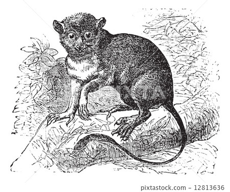 Spectral tarsier or Tarsius tarsier vintage engraving 12813636