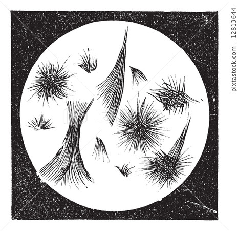 Stearin crystals under microscope vintage engraving 12813644