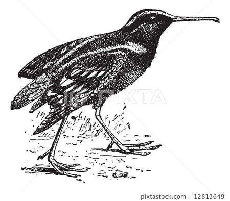 Snipe or Scolopacidae, vintage engraving Snipe or Scolopacidae, vintage engraving 12813649