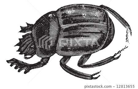 Scarab beetles or Ateuchus aegyptiorum . Vintage engraving Scarab beetles or Ateuchus aegyptiorum . Vintage engraving 12813655