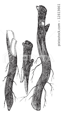 Fig. 3 - Whip grafting or Tongue grafting on the Collar vintage Fig. 3 - Whip grafting or Tongue grafting on the Collar vintage 12813661