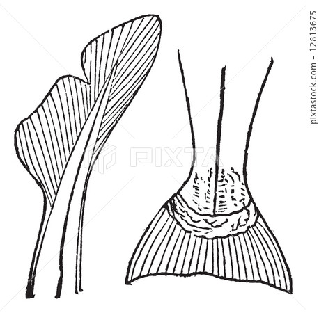 1.Heterocercal (requin) 2. Homocercal (saumon) vintage engraving 12813675