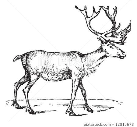 Reindeer, vintage engraving. 12813678