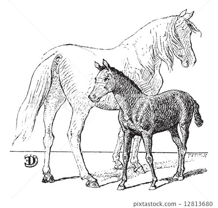 Foal, vintage engraving. 12813680
