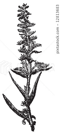 Echium vulgare or Viper's Bugloss, vintage engraving. 12813683
