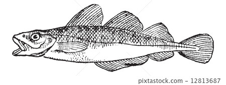 Cod, vintage engraving 12813687