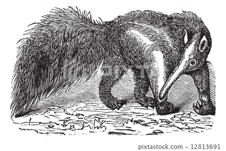 Giant Anteater or Myrmecophaga tridactyla, vintage engraving Giant Anteater or Myrmecophaga tridactyla, vintage engraving 12813691