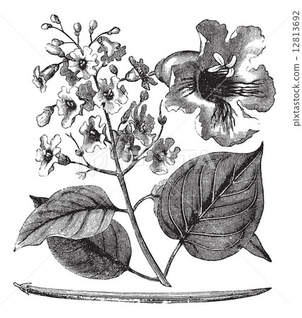 Catalpa bignonioides or cigar tree vintage engraving 12813692