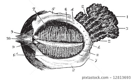 Faced with deep eyelid lacrimal gland, vintage engraving. 12813693