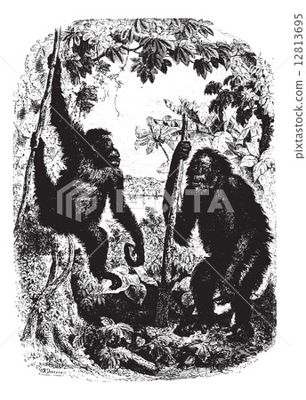 Chimpanzees in forest, vintage engraving. 12813695
