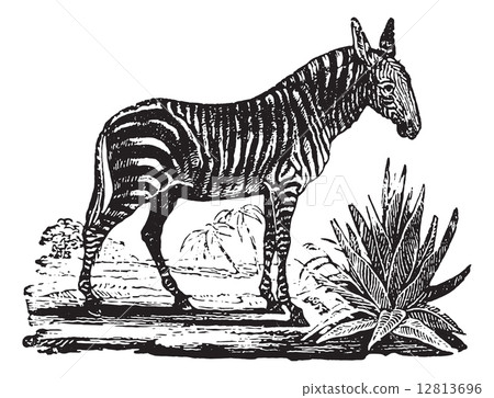 Zebra, vintage engraving. 12813696