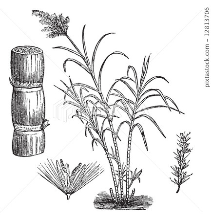 Sugar Cane, vintage engraving. 12813706