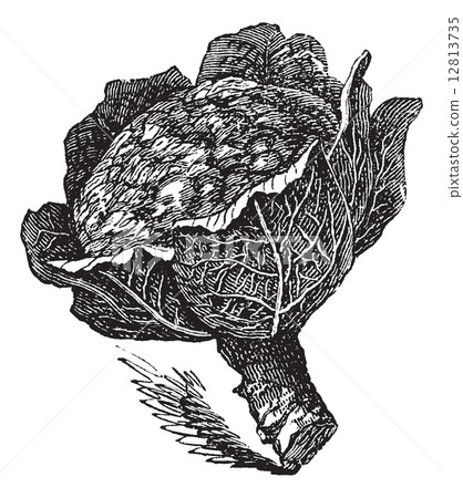 Isolated raw broccoli on white (Brassica oleracea) Isolated raw broccoli on white (Brassica oleracea) 12813735