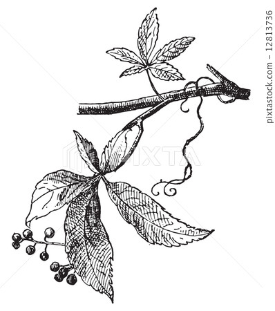 Vine Virgin, vintage engraving. 12813736