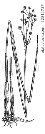 Juncus subnodulosus or Blunt-flowered Rush, vintage engraving. 12813737