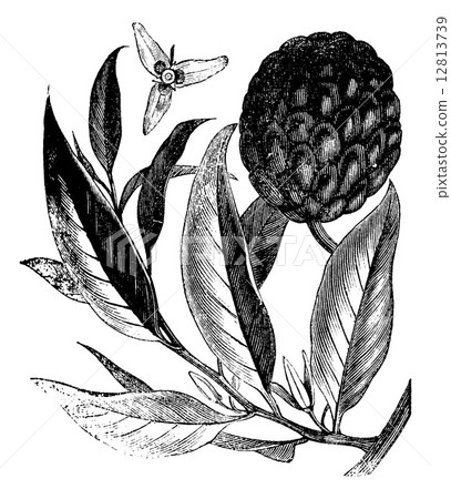 Annona reticulata or custard-apple vintage engraving Annona reticulata or custard-apple vintage engraving 12813739