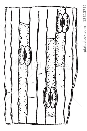 Stomata or Stoma, vintage engraving. 12813752