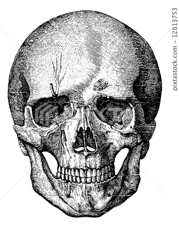 Bony skeleton of the face and the anterior part of the skull, vi 12813753