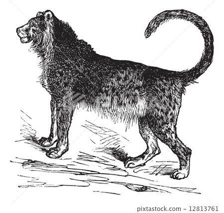 Cheetah (Acinonyx jubatus) vintage engraving 12813761