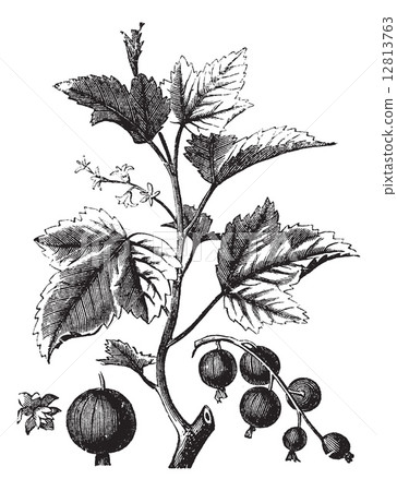 Ribes berry or blackcurrant or vintage engraving Ribes berry or blackcurrant or vintage engraving 12813763