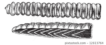 Rattlesnake Rattle vintage engraving 12813764