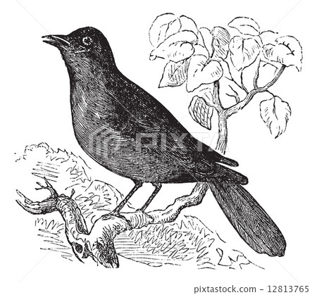Great Reed Warbler or Acrocephalus arundinaceus vintage engravin Great Reed Warbler or Acrocephalus arundinaceus vintage engravin 12813765