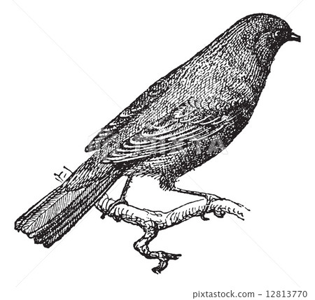 Nightingale or Rufous perched on branch, vintage engraving. 12813770