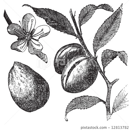 The Almond tree or prunus dulcis vintage engraving. Fruit, flowe 12813782