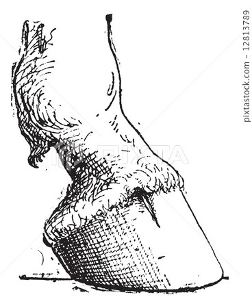 Horse Hoof, vintage engraving Horse Hoof, vintage engraving 12813789