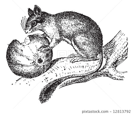 Dormouse or Glis glis, vintage engraving 12813792